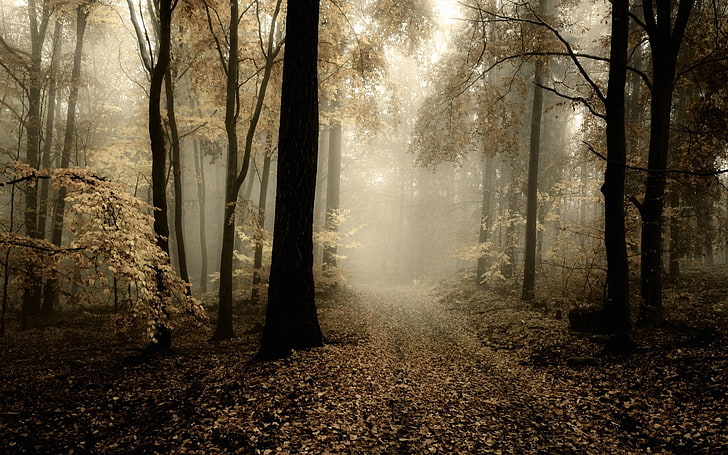 brown leafed tree, nature, HDR, forest, mist, trees, path, leaves