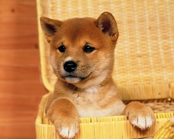 Akita shinu puppy, Shiba Inu, dog, baskets, animals, baby animals, HD wallpaper