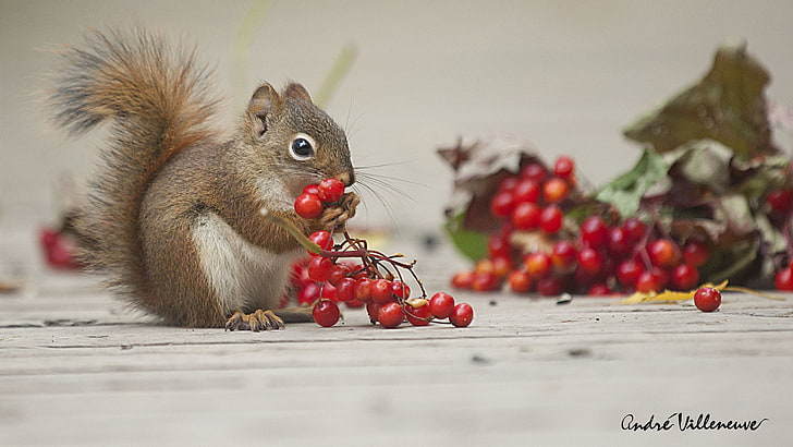 Andre Villeneuve, squirrel, mammals, animals, berries, food and drink, HD wallpaper