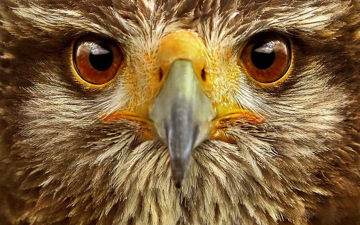 brown eagle photo, eye, bird, animal, beak, eagle - Bird, wildlife, HD wallpaper