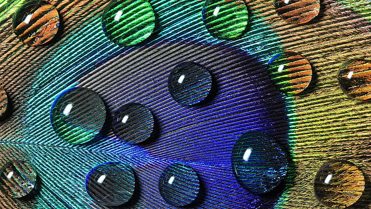 water drop on multicolored background, peacocks, feathers, water drops, HD wallpaper