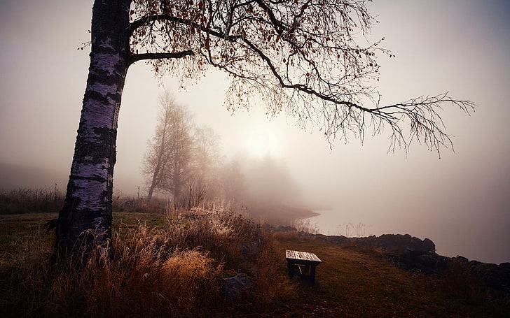 gray bare tree, nature, landscape, bench, trees, grass, mist, HD wallpaper