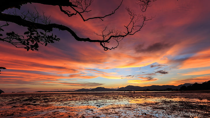 branch, afterglow, sunset, horizon, red sky, cloudy, 5k, 5k uhd, HD wallpaper