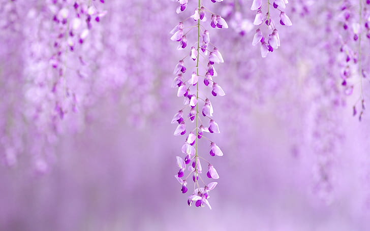Purple Flowers Blur HD, nature, HD wallpaper