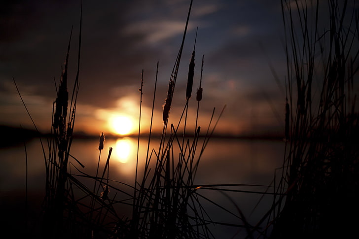 silhouette of cattails, reeds, sunset, swamp, nature, dusk, sea, HD wallpaper
