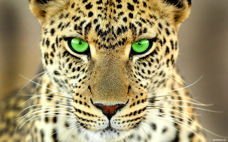 animals, big cats, green eyes, leopard (animal), HD wallpaper