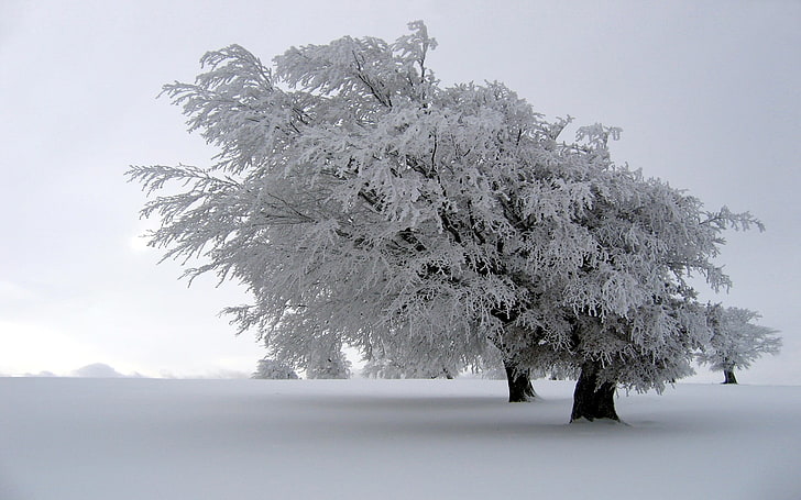 white leafed tree, snow, winter, trees, landscape, nature, beauty in nature