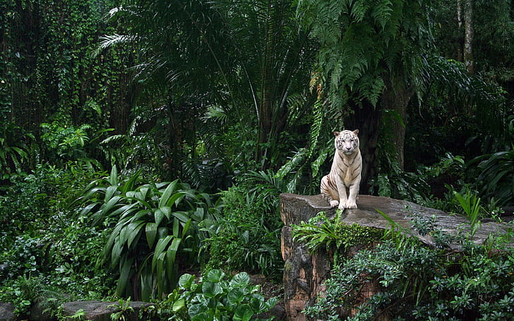 White Tiger in Jungle, HD wallpaper