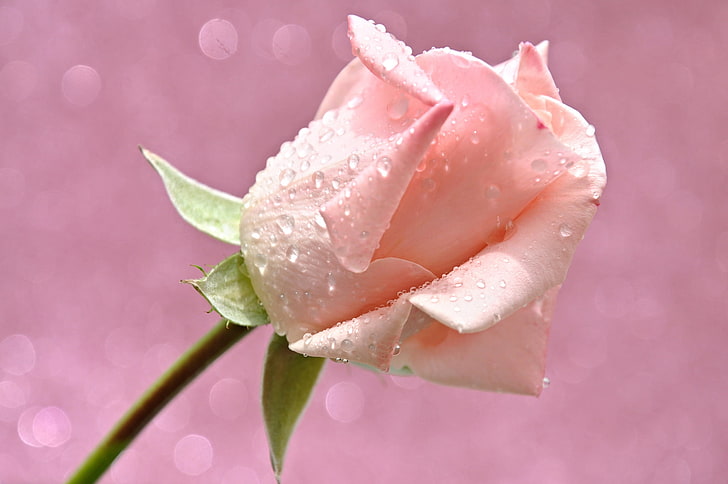 HD wallpaper: pink rose, flower, water, drops, light, Rosa, petals, Bud,  Blik | Wallpaper Flare