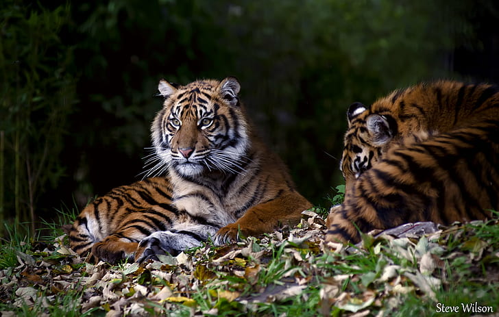 two tigers on green field, sumatran tiger, cub, sumatran tiger, cub
