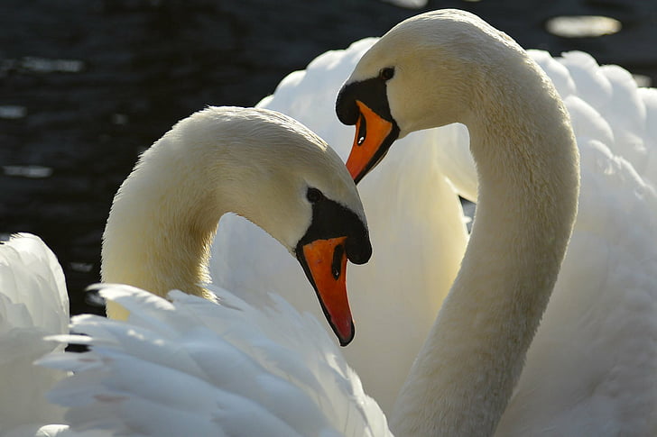 Birds, Animal, Couple, Love, Mute Swan