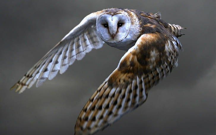 owl, HD wallpaper