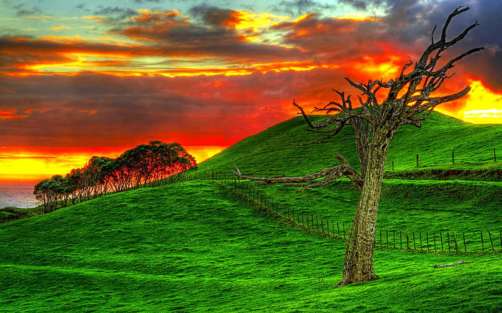 Hillside Sunset, trees, field, photography, ocean, grass, fence