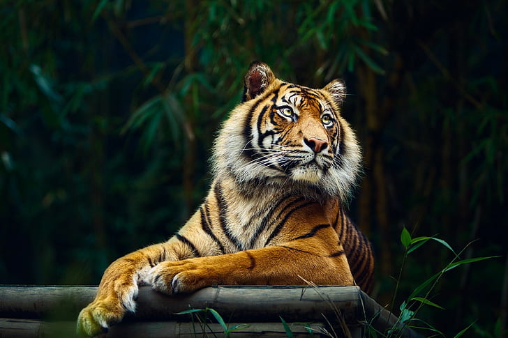 tiger, animals, big cats, nature, HD wallpaper