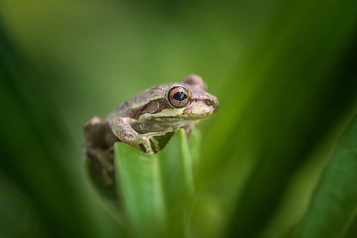 brown frog on a leaf, florida, florida, Tree Frog, Tropical, Gulf, HD wallpaper