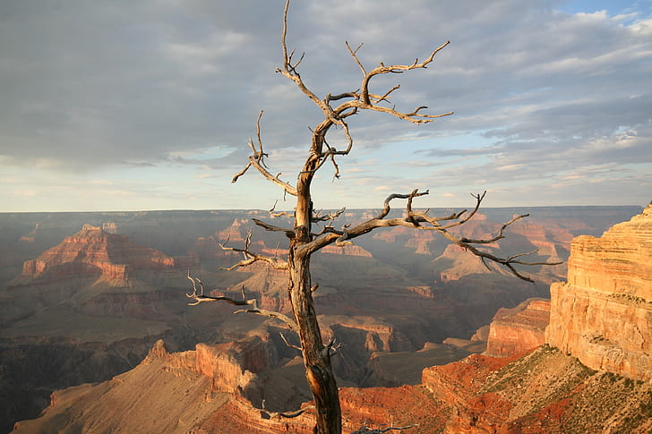 landscape photography of withered tree in The Grand Canyon under clear sky during daytime, HD wallpaper