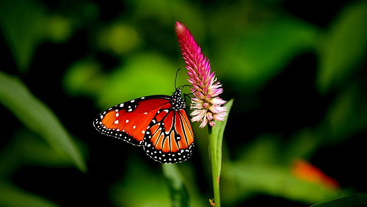 butterfly, animals, flowers, plants, HD wallpaper
