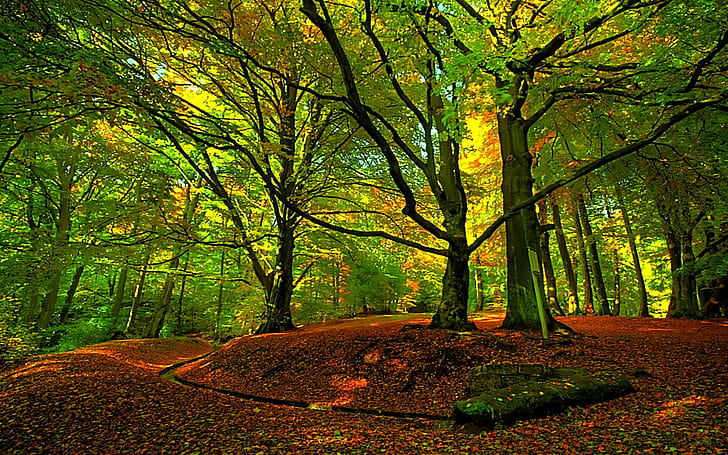 Meet Here, trees, forest, drain, nature, leaves, light, green, HD wallpaper