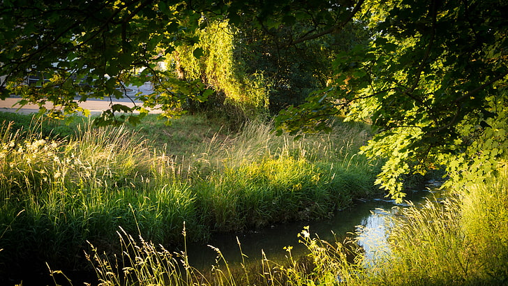 nature, river, Golden Hour, plant, water, tree, growth, tranquility
