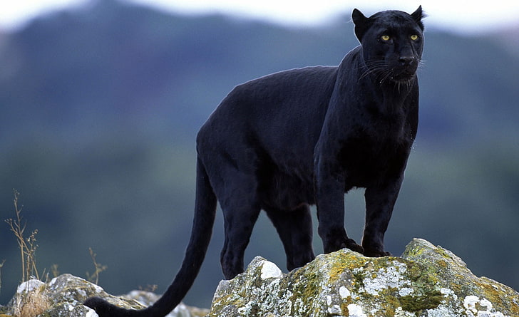 HD wallpaper: Black Panther, black panther, Animals, Wild, one animal,  animal wildlife | Wallpaper Flare