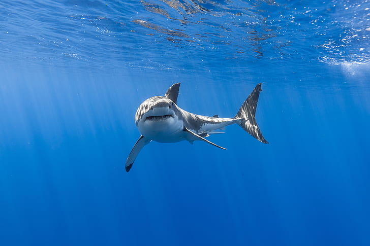 Underwater, Great white shark, 5K, HD wallpaper