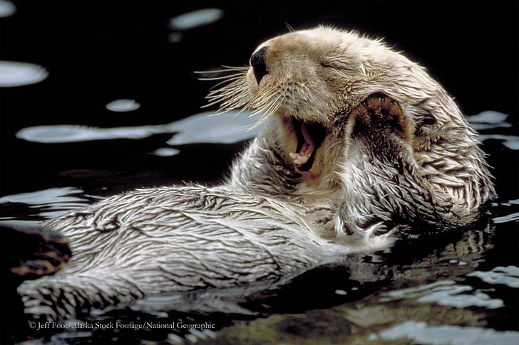 sea otter, HD wallpaper