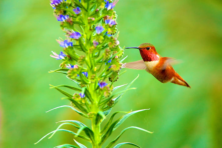 Hummingbird flying beside purple flowering plant at daytime in selective focus photography, HD wallpaper