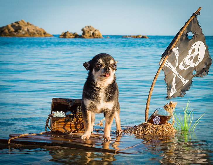 sea, bottle, dog, flag, pirate, captain, chest, treasures, Chihuahua