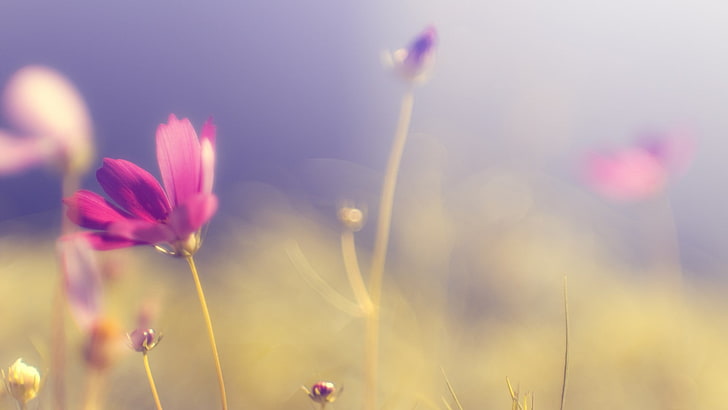 pink flower, flowers, nature, purple flowers, blurred, beauty in nature, HD wallpaper