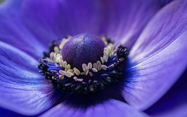 Anemone blue flower macro photography, HD wallpaper