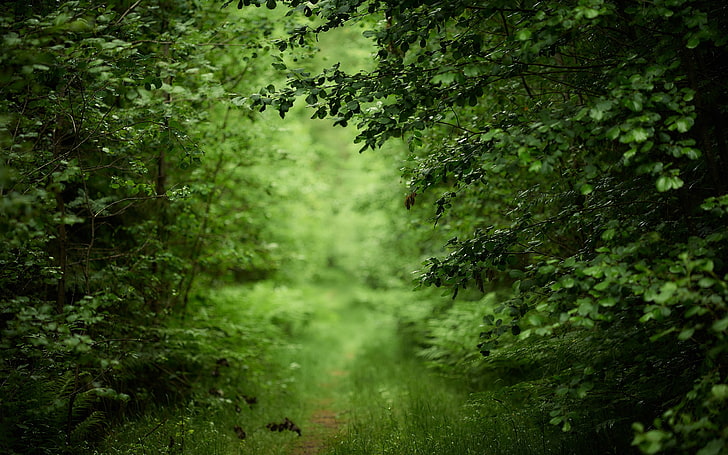 forest, path, green, grass, foliage, tree, plant, green color