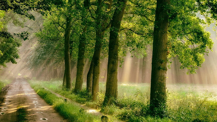 green leafed trees, forest, road, grass, mist, path, rain, sunlight, HD wallpaper