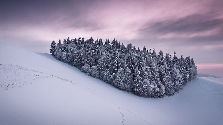 gray pine trees, snow, winter, sky, nature, landscape, violet, HD wallpaper