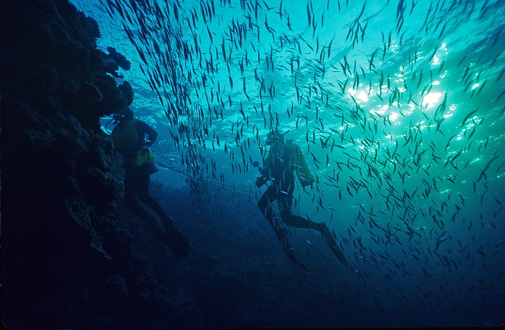diver, diving, fish, ocean, scuba, sea, underwater