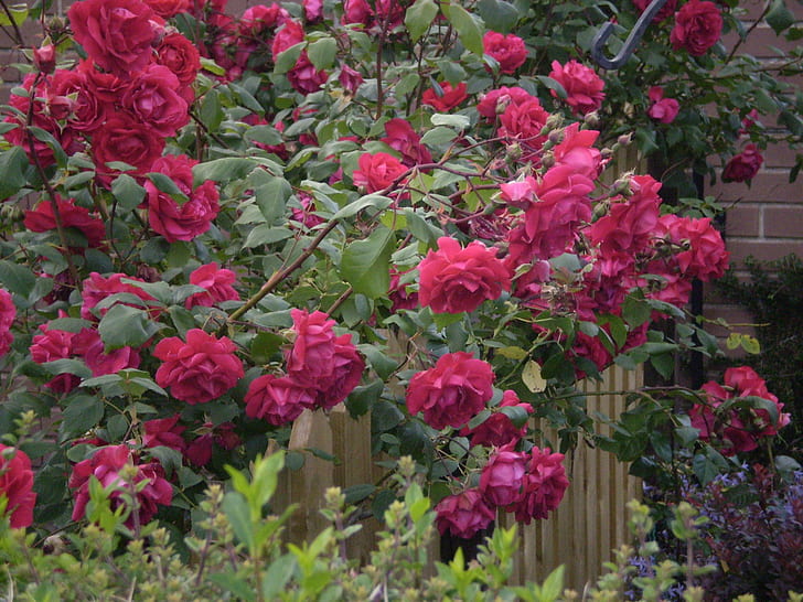 Cascade Of Red Roses, stop and stare, breath-taking, nature and landscapes