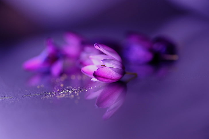 pink and purple broad petaled flower, flowers, purple flowers