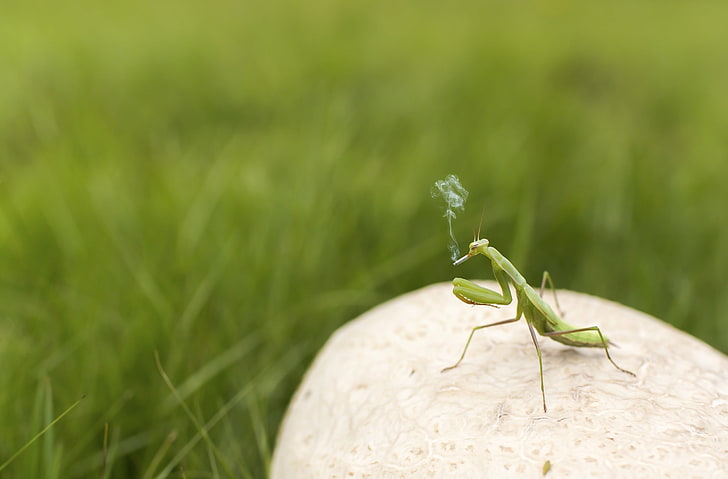 Mantis Smoking, green praying mantis, Funny, Grass, Field, Smoke, HD wallpaper