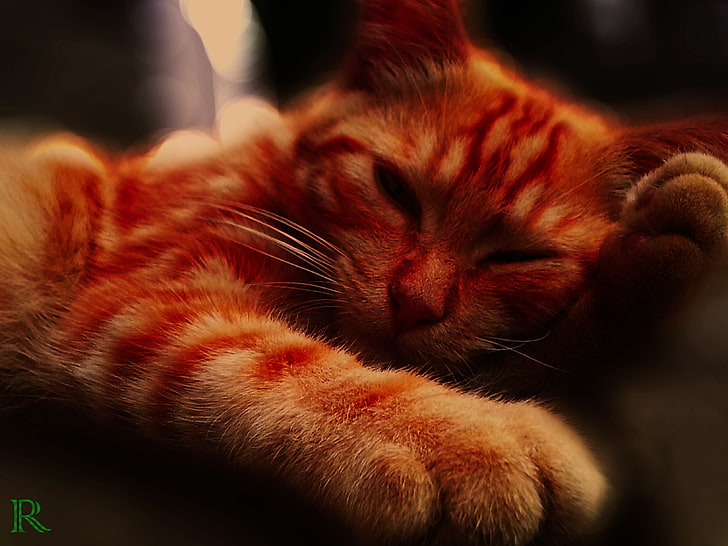 orange tabby cat, British shorthair, animals, pets, domestic, HD wallpaper