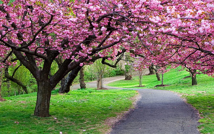 Ppark Green Grass, Blooming Trees, Pink Flowers From Blossoms, Beautiful Hd Wallpaper Japan