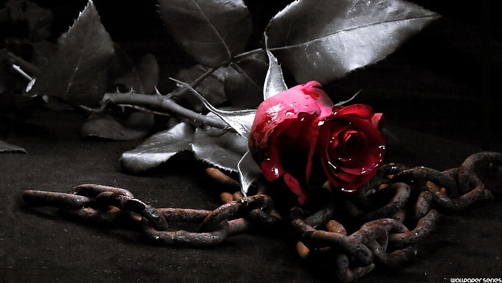 Dark, Gothic, Metal, red, Rouse, flower, flowering plant, rose, HD wallpaper