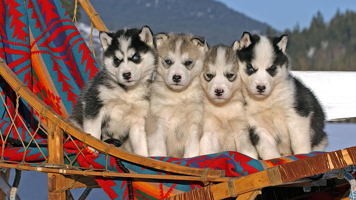 Siberian Husky, blue eyes, animals, dog, animal themes, group of animals