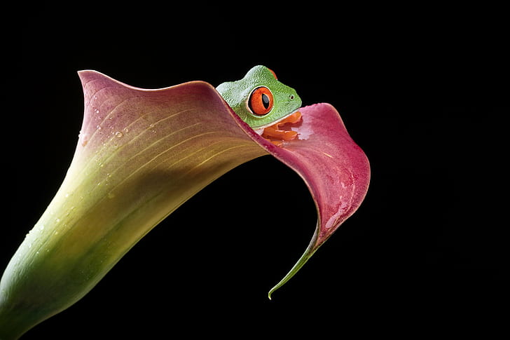 pink and green flower with green frog on the top, When you wish upon a star, HD wallpaper