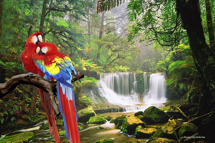 Birds, Scarlet Macaw, Forest, Nature, Parrot, Waterfall, tree, HD wallpaper