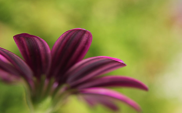 purple osteospermum flower, pink, bright, green, nature, plant
