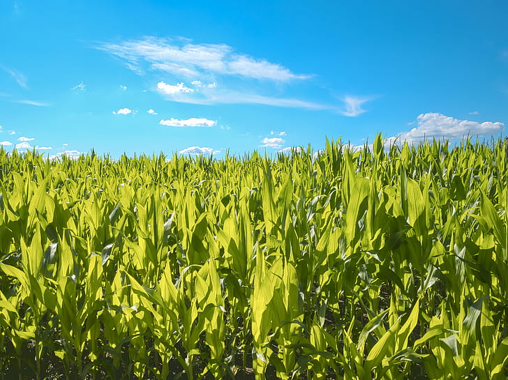 green plants under white clouds, cornfield, cornfield, blue  green, HD wallpaper