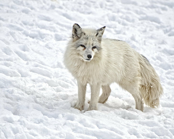 HD wallpaper: Dogs, Arctic Fox, Snow, Wildlife, winter, one animal, cold  temperature | Wallpaper Flare