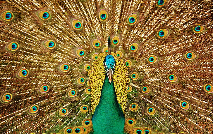 blue peacock, bird, feathers, tail, animal, nature, wildlife, HD wallpaper