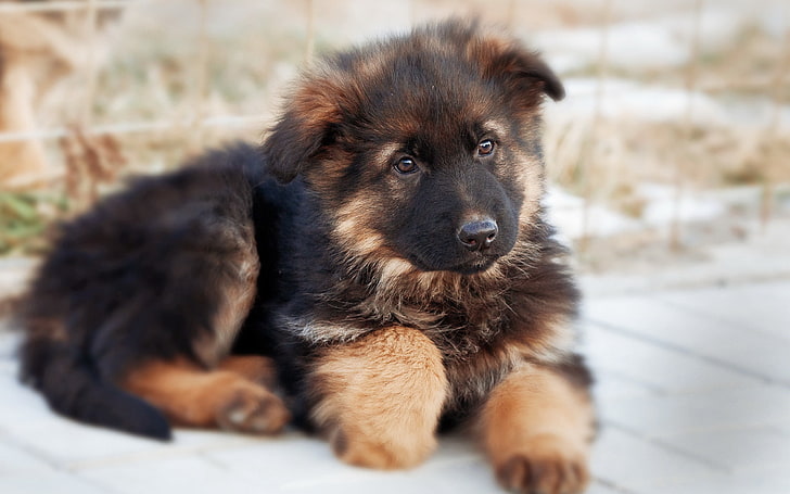 black and tan German shepherd puppy, dog, cute, pets, animal, HD wallpaper