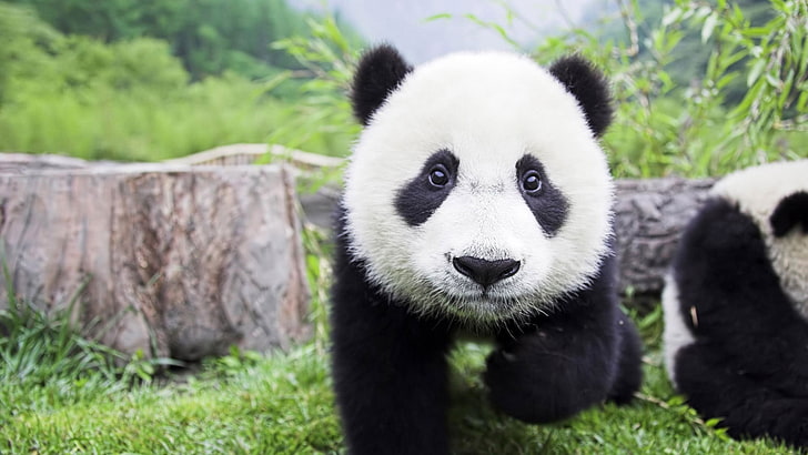 panda bear, baby animals, animal themes, mammal, one animal, animal wildlife