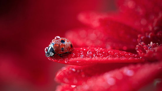 ايموجي مناظر طبيعية  Ladybugs-red-flower-photography-flower-nature-drop-red-wallpaper-thumb
